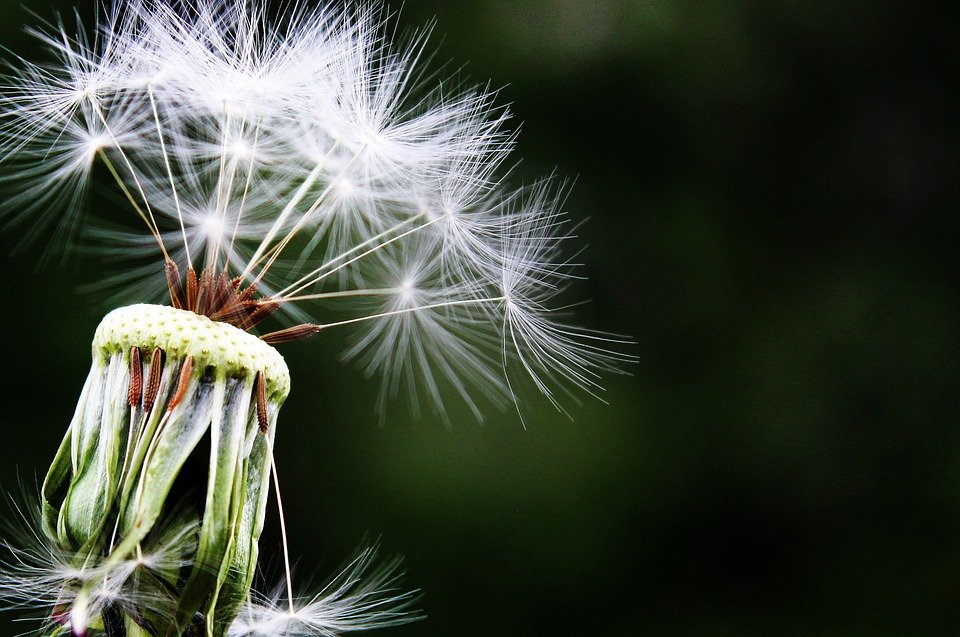 Dandelion seed head on a black background