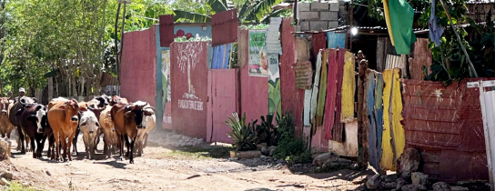 One World local scene of dirt road, habitat and animals